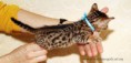 /album/litter-a-studio-photos-at-4-weeks-old/adonis-www-esbbengalcat-1-jpg1/